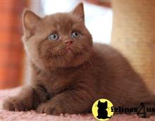 british shorthair kitten posted by wyatt_harp