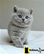 british shorthair kitten posted by wyatt_harp
