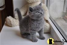 british shorthair kitten posted by wyatt_harp