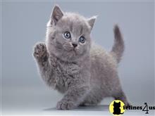 british shorthair kitten posted by wyatt_harp