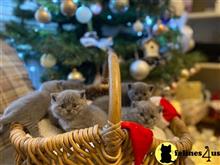 british shorthair kitten posted by wyatt_harp