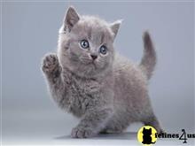 british shorthair kitten posted by wyatt_harp