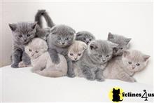 british shorthair kitten posted by wyatt_harp