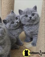 british shorthair kitten posted by wyatt_harp