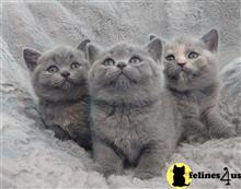 british shorthair kitten posted by wyatt_harp