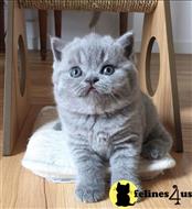british shorthair kitten posted by wyatt_harp