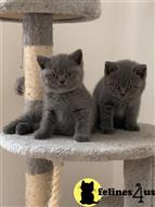 british shorthair kitten posted by wyatt_harp