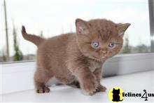 british shorthair kitten posted by wyatt_harp