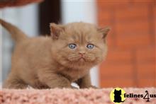 british shorthair kitten posted by wyatt_harp