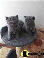 british shorthair kitten posted by wyatt_harp