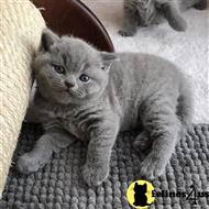 british shorthair kitten posted by wyatt_harp