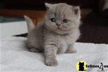 british shorthair kitten posted by wyatt_harp