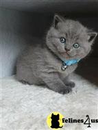 british shorthair kitten posted by wyatt_harp