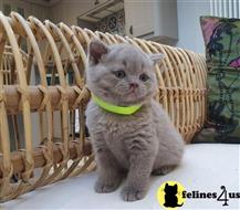 british shorthair kitten posted by wyatt_harp