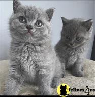 british shorthair kitten posted by wyatt_harp