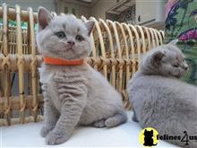 british shorthair kitten posted by wyatt_harp