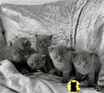 british shorthair kitten posted by wyatt_harp