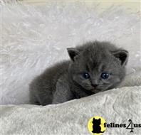 british shorthair kitten posted by wyatt_harp