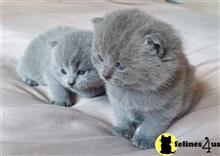 british shorthair kitten posted by wyatt_harp