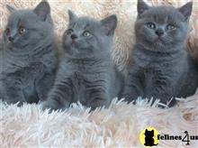 british shorthair kitten posted by wyatt_harp