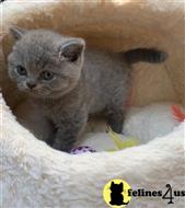 british shorthair kitten posted by wyatt_harp