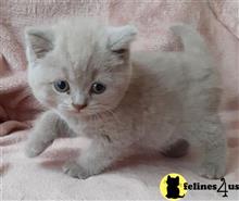 british shorthair kitten posted by wyatt_harp