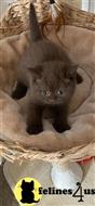 british shorthair kitten posted by wyatt_harp