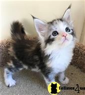 maine coon kitten posted by wyatt_harp