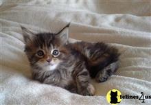 maine coon kitten posted by wyatt_harp