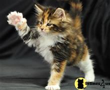 maine coon kitten posted by wyatt_harp