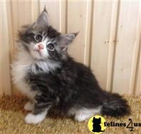 maine coon kitten posted by wyatt_harp