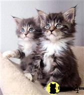 maine coon kitten posted by wyatt_harp