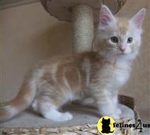 maine coon kitten posted by wyatt_harp