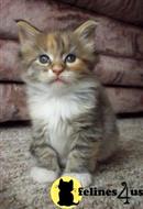 maine coon kitten posted by wyatt_harp