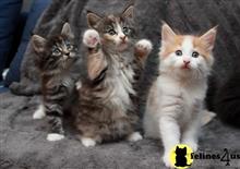 maine coon kitten posted by wyatt_harp