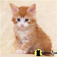 maine coon kitten posted by wyatt_harp