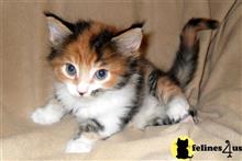 maine coon kitten posted by wyatt_harp