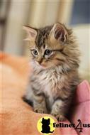 maine coon kitten posted by wyatt_harp