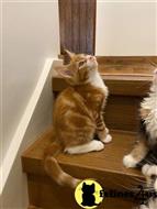 maine coon kitten posted by wyatt_harp