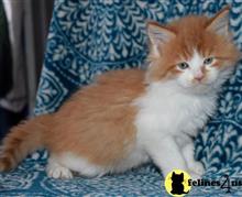 maine coon kitten posted by wyatt_harp