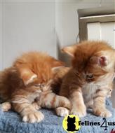 maine coon kitten posted by wyatt_harp