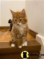 maine coon kitten posted by wyatt_harp