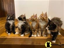 maine coon kitten posted by wyatt_harp