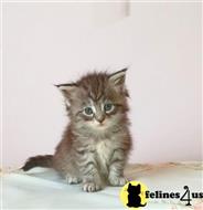 maine coon kitten posted by wyatt_harp