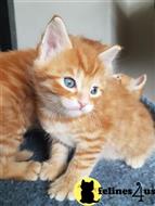 maine coon kitten posted by wyatt_harp