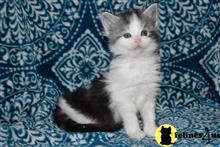 maine coon kitten posted by wyatt_harp