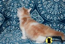 maine coon kitten posted by wyatt_harp