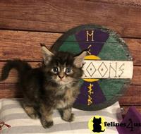 maine coon kitten posted by wyatt_harp