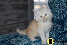 maine coon kitten posted by wyatt_harp