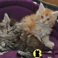 maine coon kitten posted by wyatt_harp